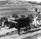 Palestine: A Palestinian man ploughing with a cow and an ass, c. 1900