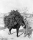 Palestine: A Palestinian man leading a donkey loaded with brush wood, c. 1910